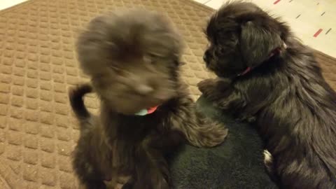 Sibling puppies just want to play with each other