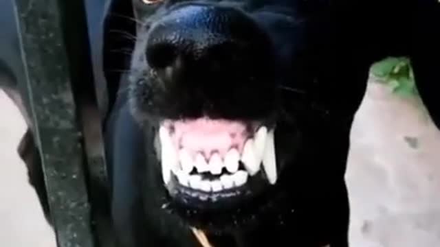 Funny Dog Videos New