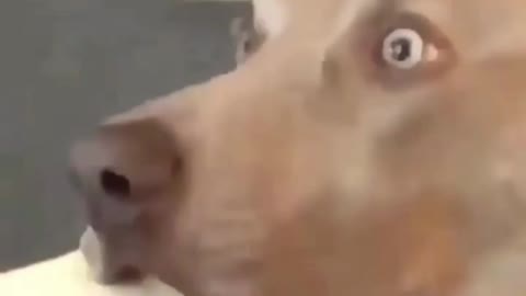 Disappointed dog