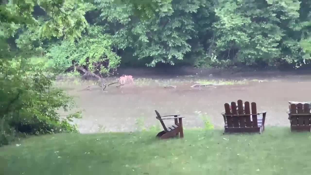 Fawns playing in the river behind my parents house