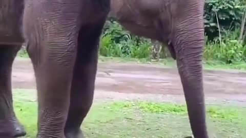 Elephant Eating 🐘