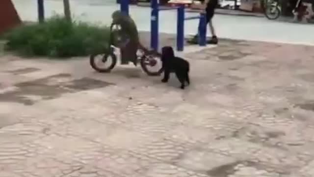 Monkey cycling - watch the Funny moment