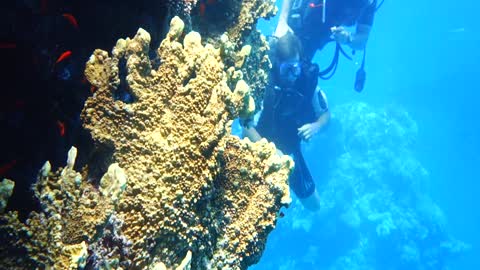 diving in the red sea 2