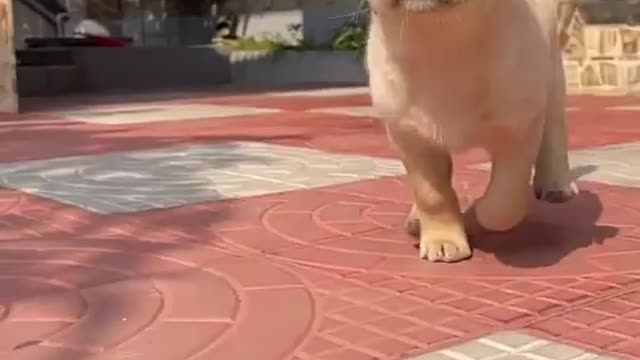 Cute Puppy 🐕