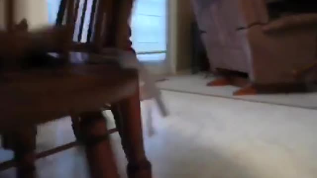 White and brown border collie dog pulls brown bag out of box and then runs away with it