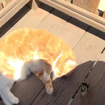 Sherbert out on the porch