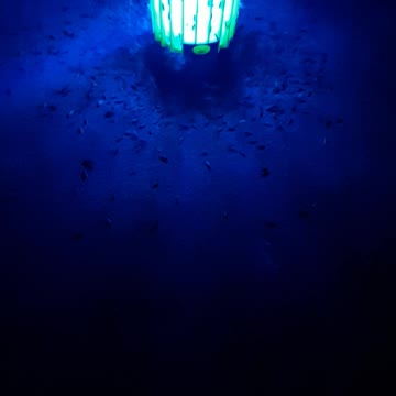 Bug zapper
