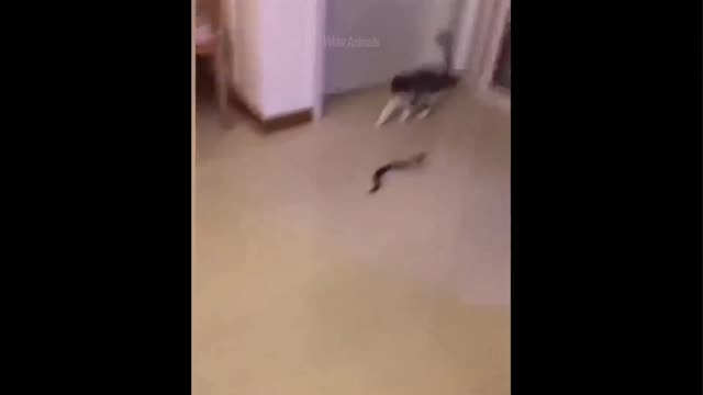 🐈🐈Cat and snack vary funny video🐍🐍