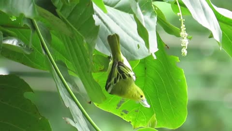 Common iora bird Material collecting Nest building