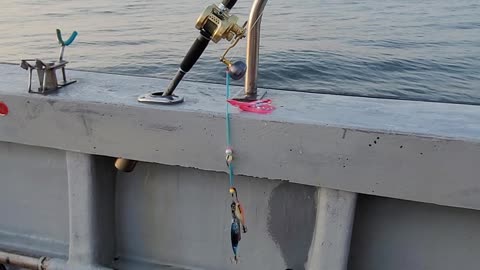 Octopus fishing gear