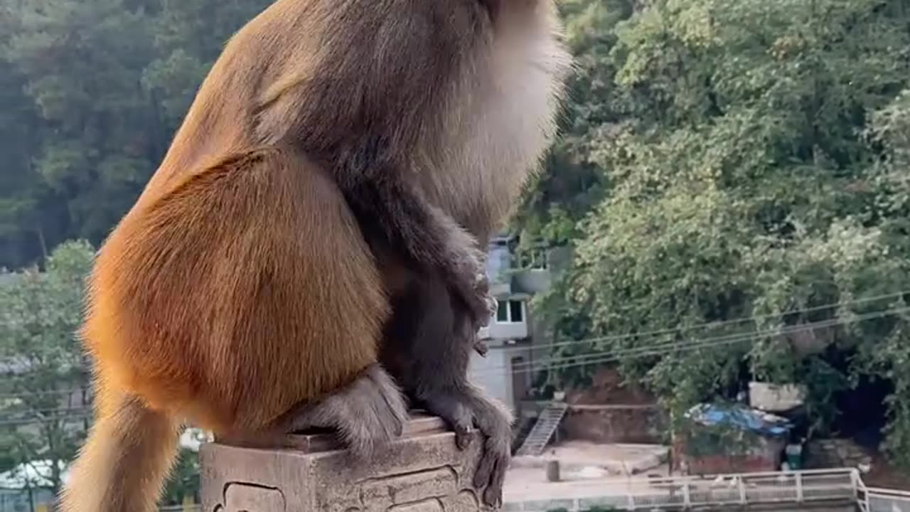 Monkey video funny