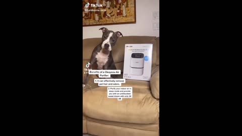 Funny animal videos - Funny cats/dogs - Funny animals Part71/Haypyy Pett