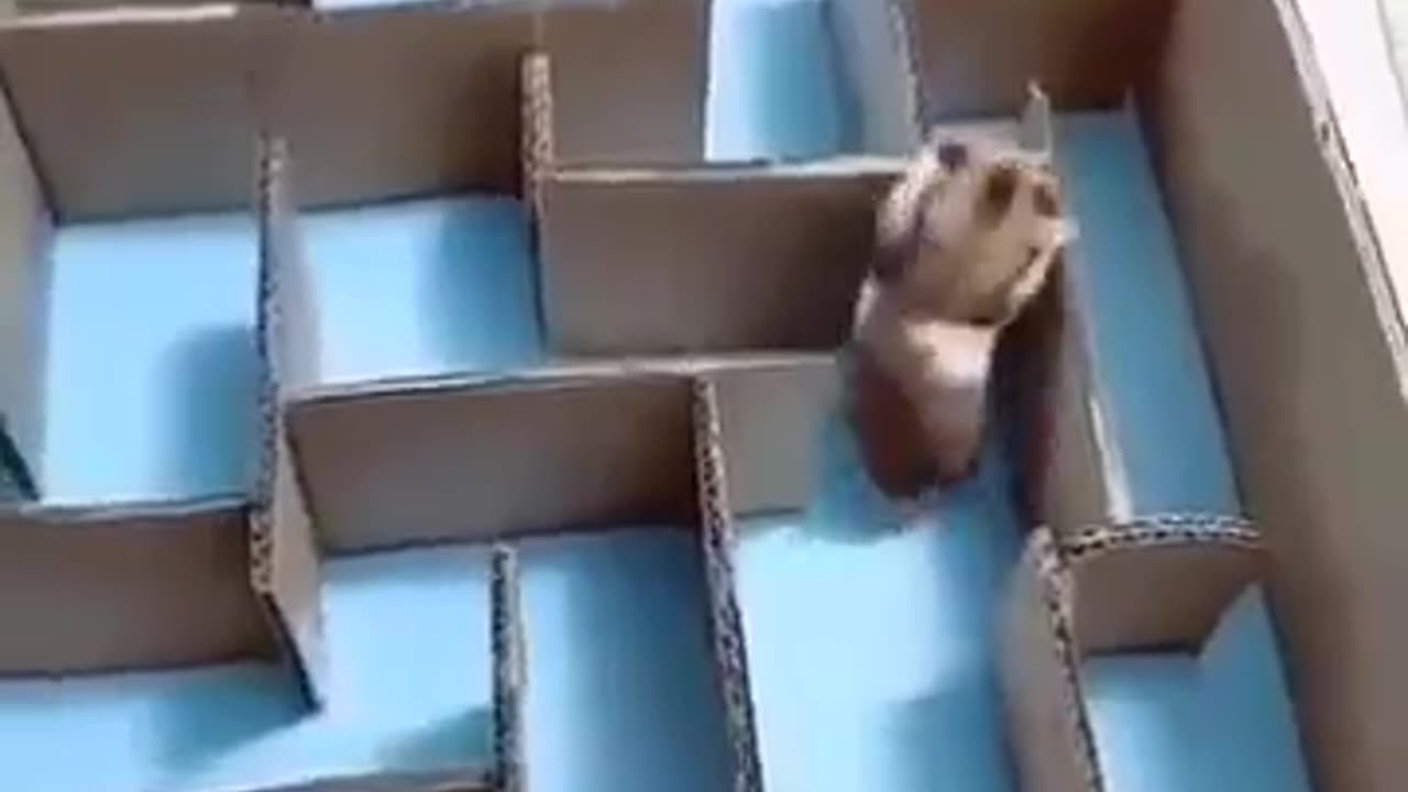 Focus On The Objective, Not On The Obstacles #shorts #shortvideo #video #virals #videoviral