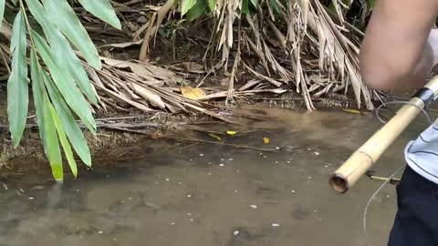 cari ikan di pinggiran kebun dapat banyak babon-17