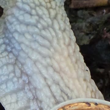 Beautiful snail in the forest / A beautiful animal in nature.