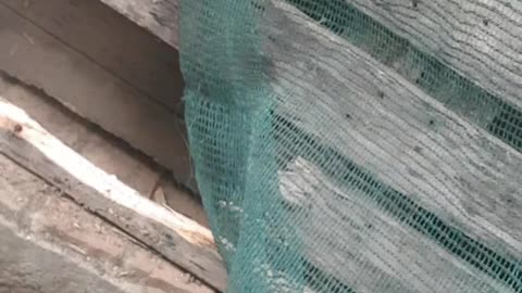 pups will chew and dig