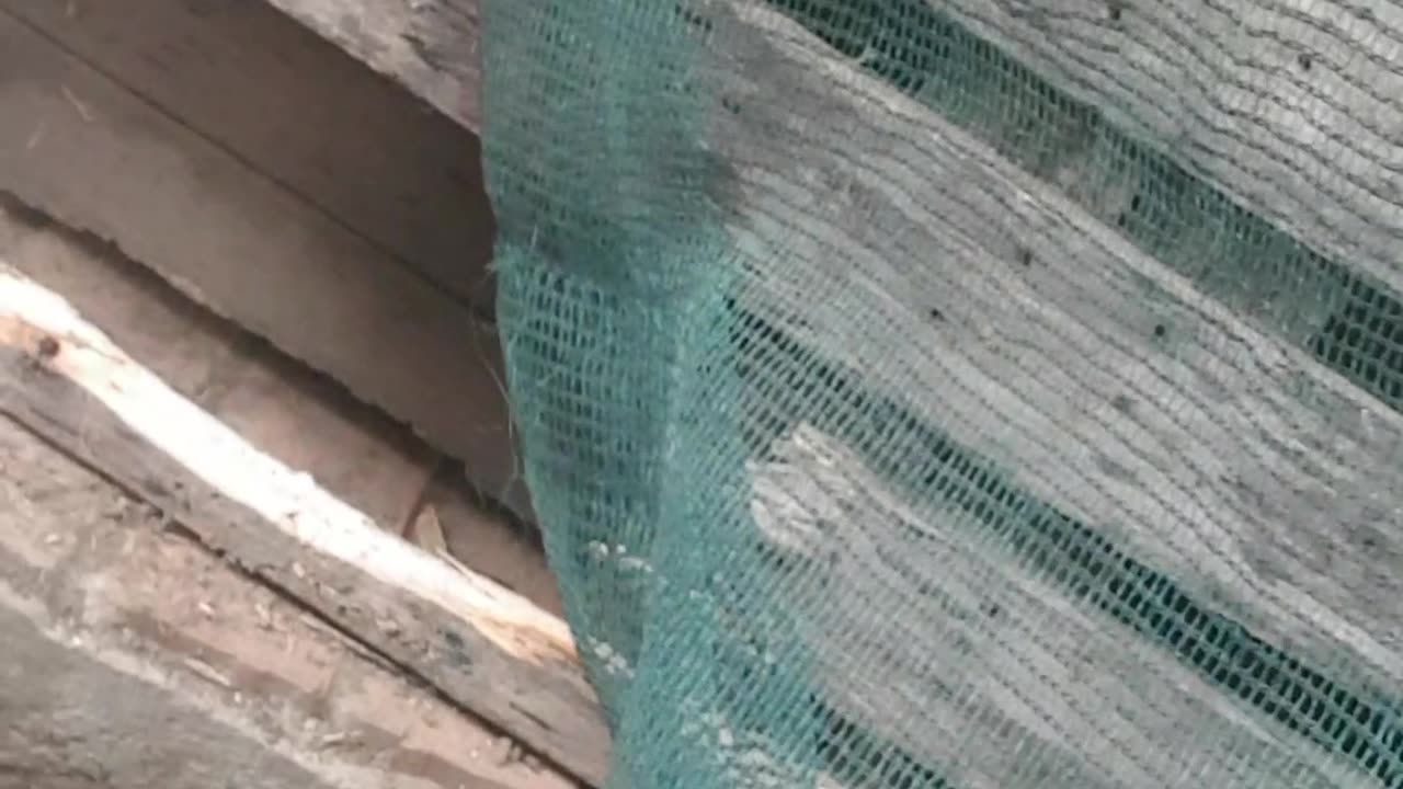 pups will chew and dig