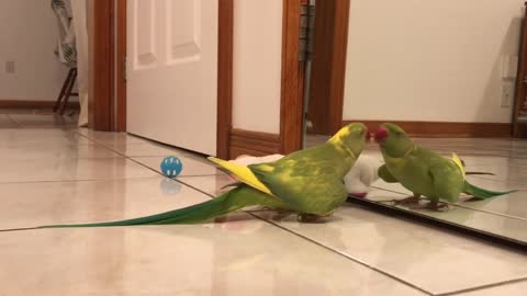 Funny male Ringneck parrot doing the heart shaped wings and showing off in front of a mirror.