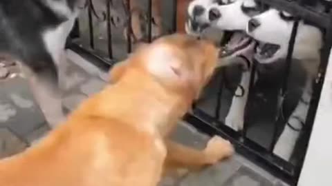 funny dog