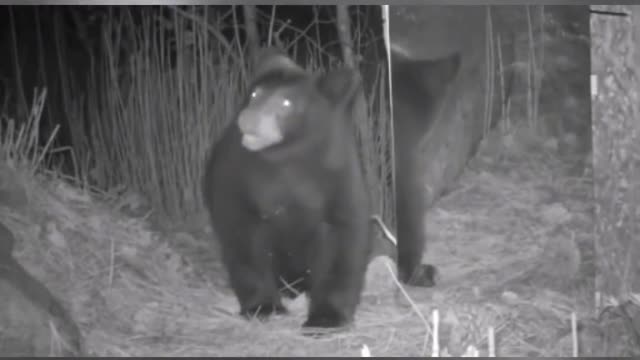 When a dumb black bear encounters a mirror in the wild