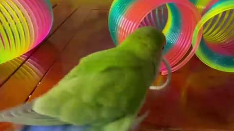 Smart Love bird Training