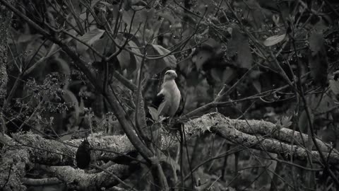 bird in the snow