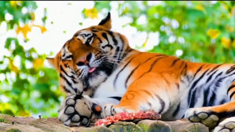Tiger Woods cute animals video and best qoulity videos