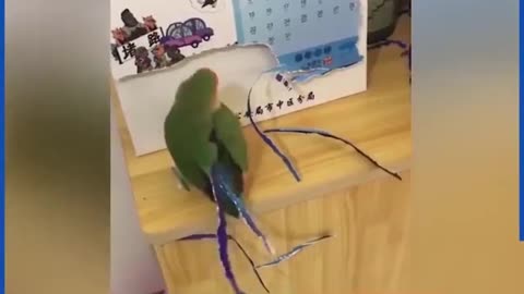 I think my parrot is broken