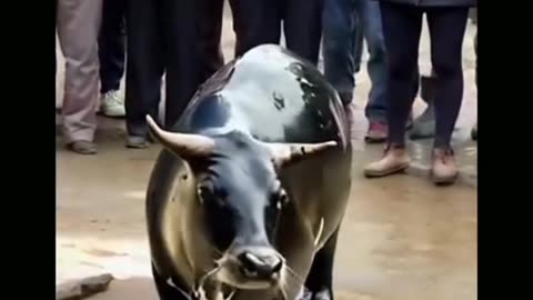 Samandre bail