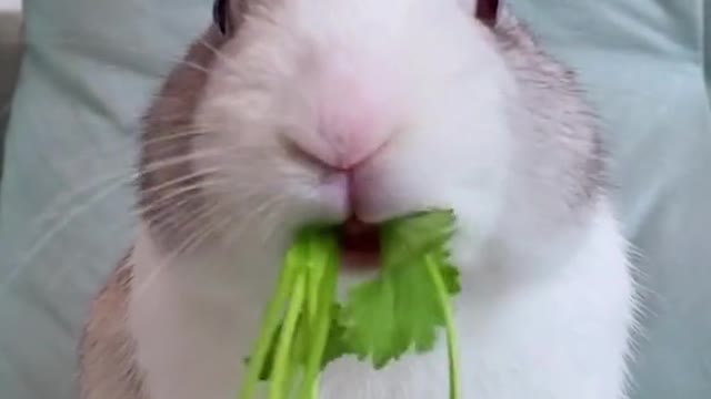 cute bunny behavior when eating