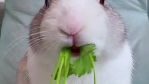 cute bunny behavior when eating