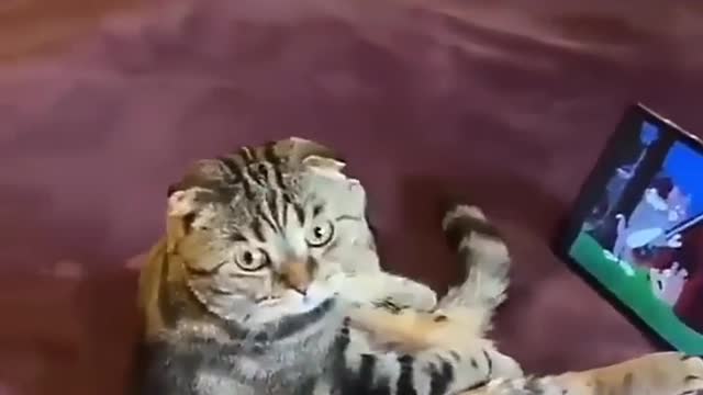 Cat 😺