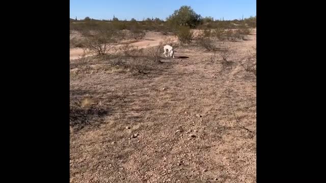 Two dogs walking in a large land among the trees