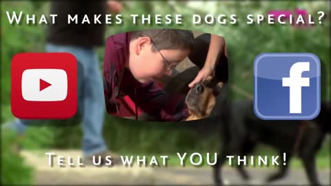 Dog rescue videos Labernese what job these dog do