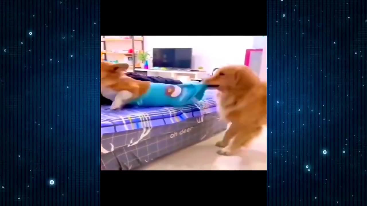 New Funny Videos 2024 😍 Funniest Cats & Dogs Videos🐶😹