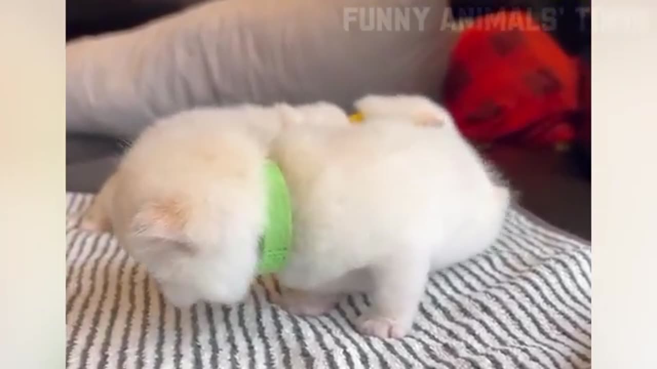 Funny animal doing cute things