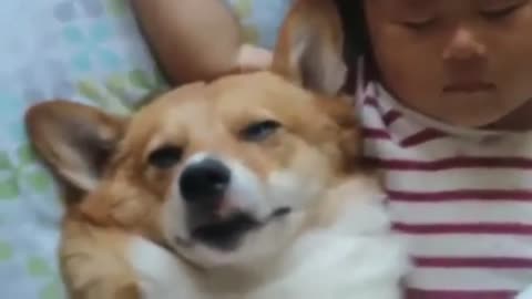 Cute and Funny Cat Dog