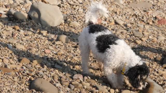 A Family Walks Their Cockapoo Puppy On A Rocky Ocean Beach