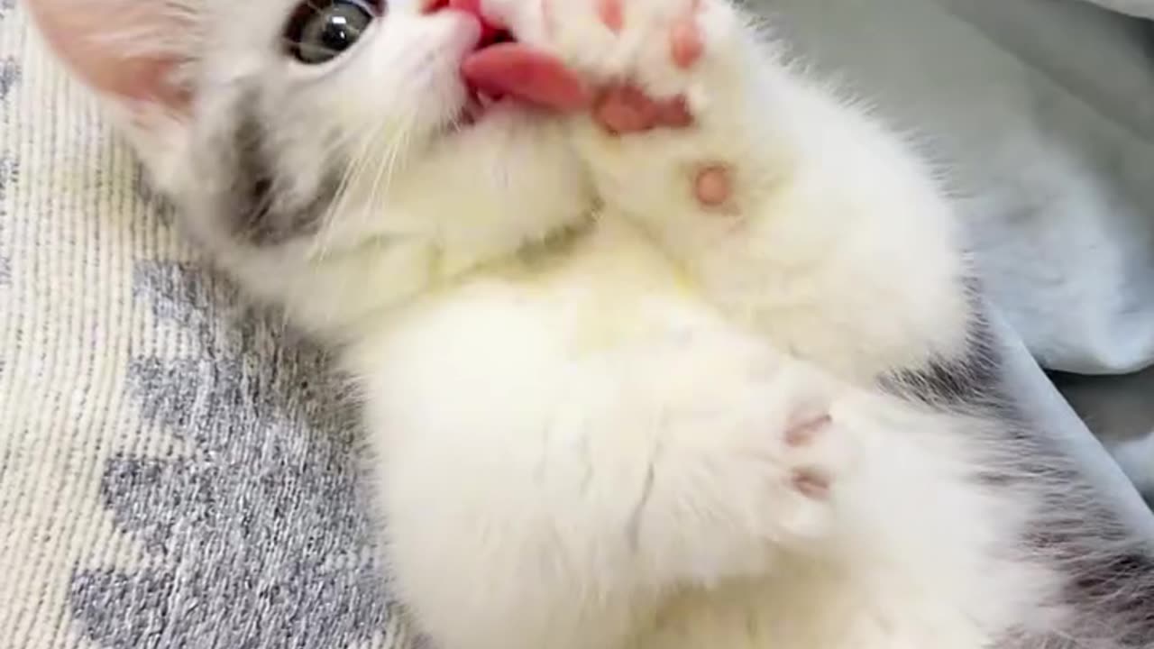 Cutie pie