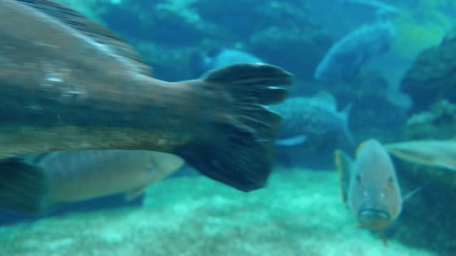 Underwater View Of Fishes