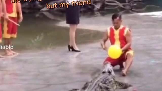 Funny clip .Trying to control alligator 🐊