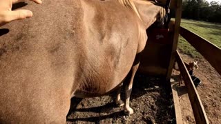 How to get a horse to gain weight The easy way