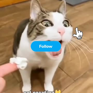 Fanny cat videos | kitty cat video | Cute cat videos | Pet Animal video | Kittycat |