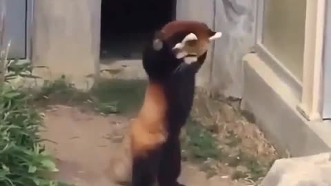 Funny Little Animals