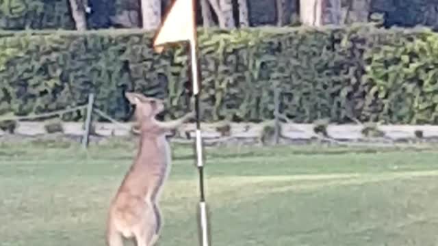 Kangaroo Interrupts Game of Golf