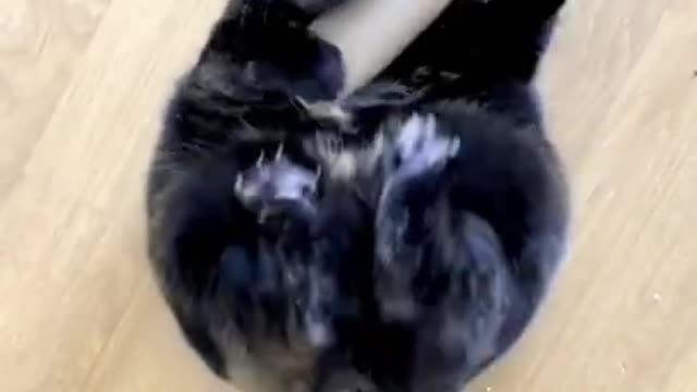 5.This video made my day 🤣🤣 #shorts