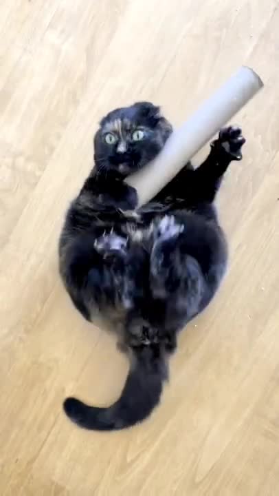 5.This video made my day 🤣🤣 #shorts