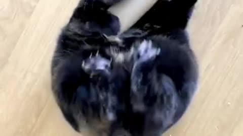 5.This video made my day 🤣🤣 #shorts