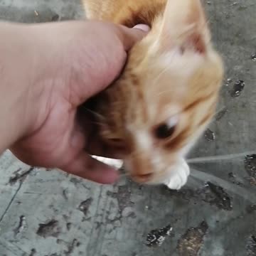 Cute Cat from the street