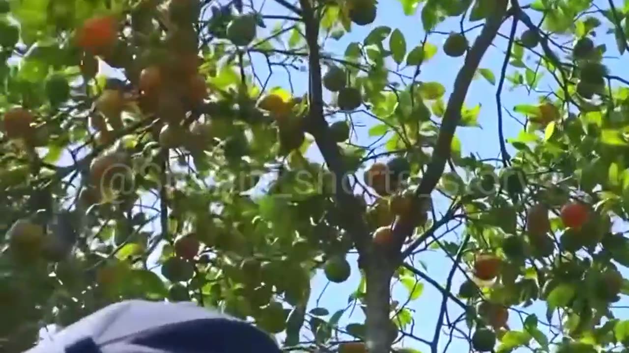 Digital machine for harvesting fruit from trees